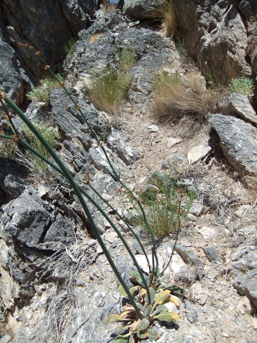 Eriogonum intrafractum Eriogonum intrafractum