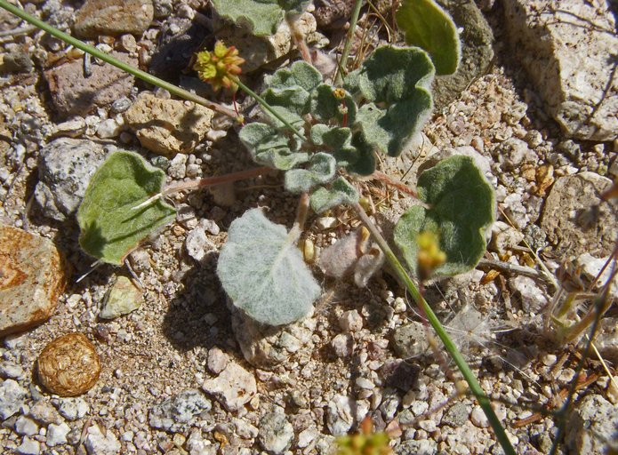 Eriogonum reniforme