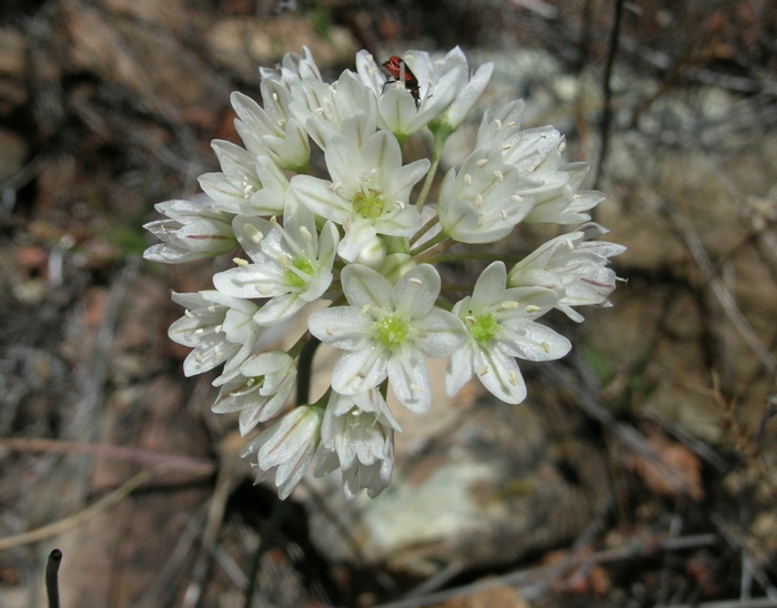 Allium tuolumnense Allium tuolumnense