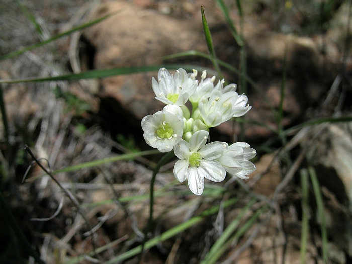 Allium tuolumnense Allium tuolumnense