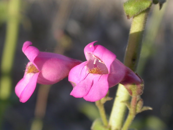 Penstemon bicolor Penstemon bicolor