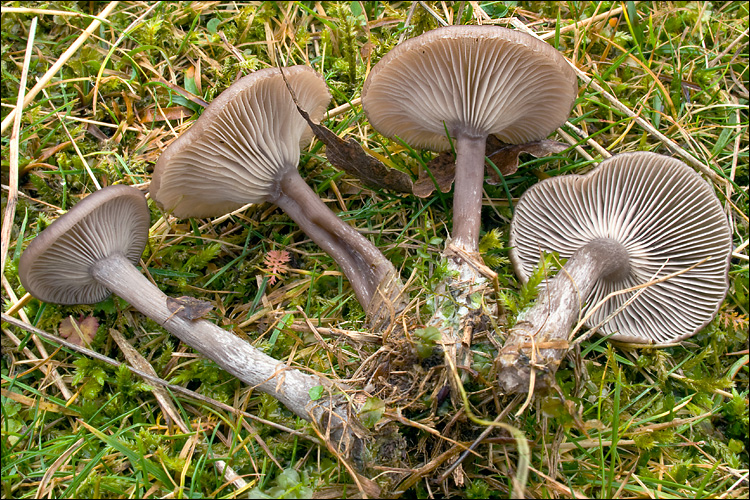 Pseudoclitocybe cyathiformis