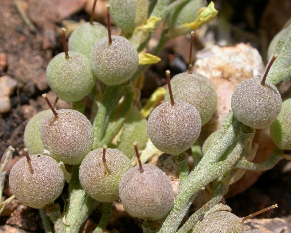 Physaria kingii ssp. latifolia