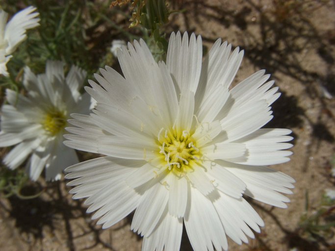 Calycoseris wrightii Calycoseris wrightii