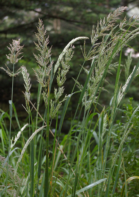 Calamagrostis nutkaensis