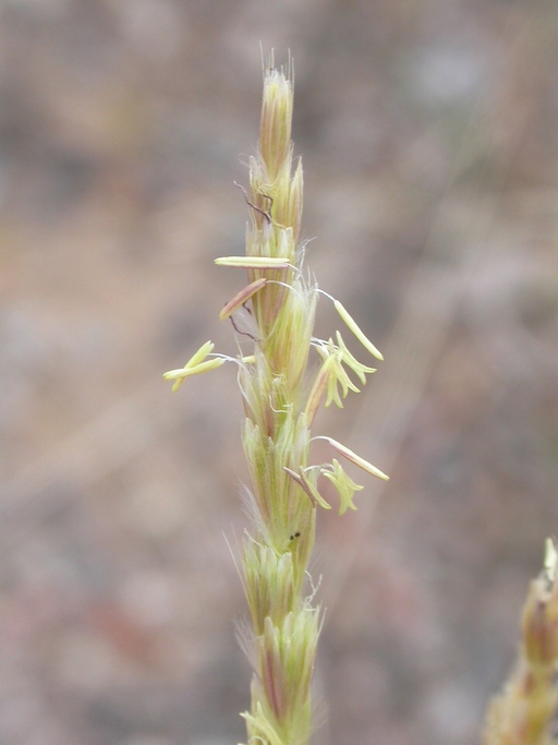 Hilaria jamesii Hilaria jamesii
