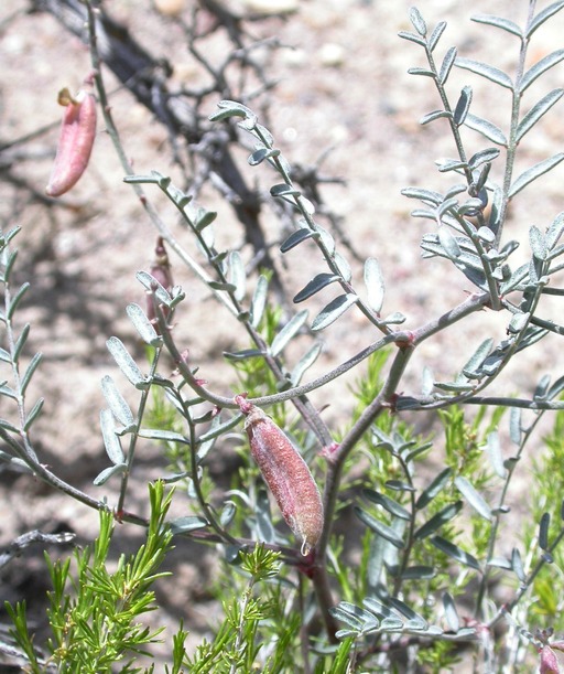 Astragalus pinonis var. pinonis