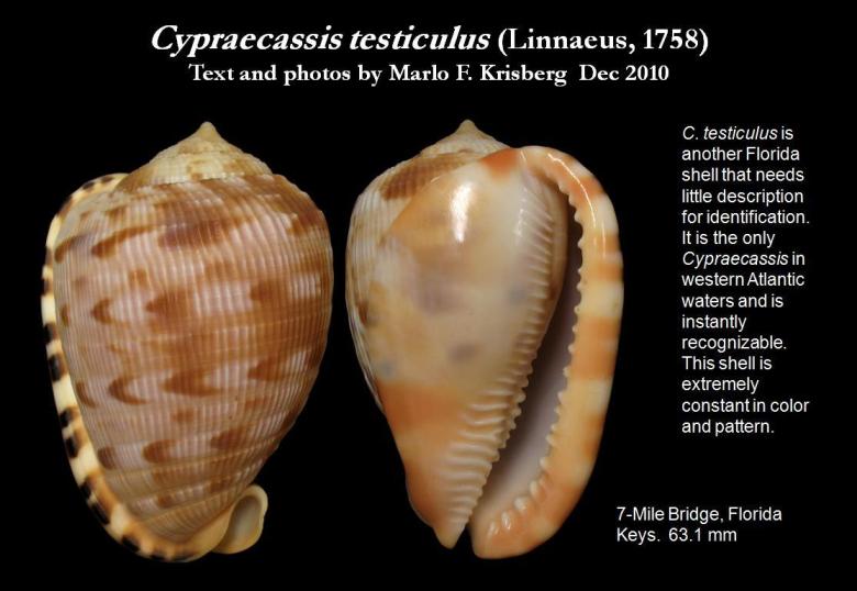 Cypraecassis testiclus Cypraecassis testiclus