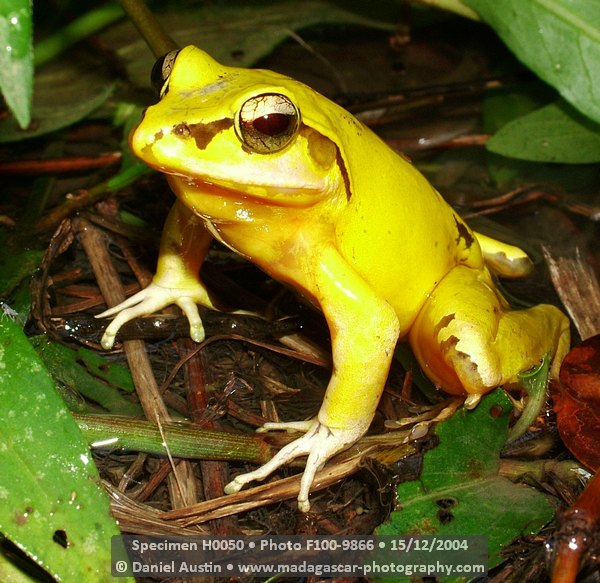 Aglyptodactylus madagascariensis Aglyptodactylus madagascariensis