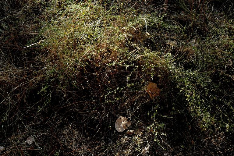 Acmispon parviflorus