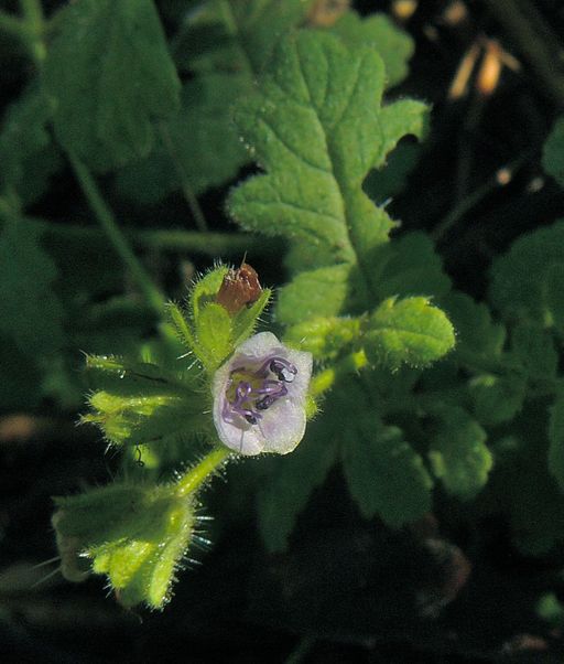 Phacelia malvifolia