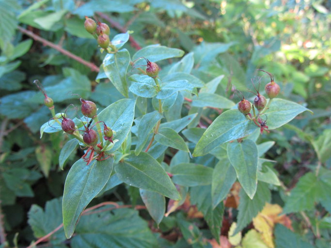 Hypericum grandifolium