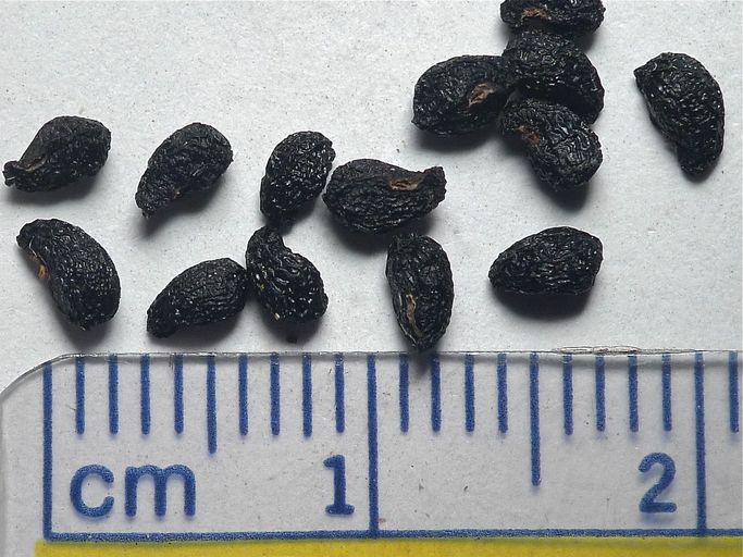 Chlorogalum pomeridianum