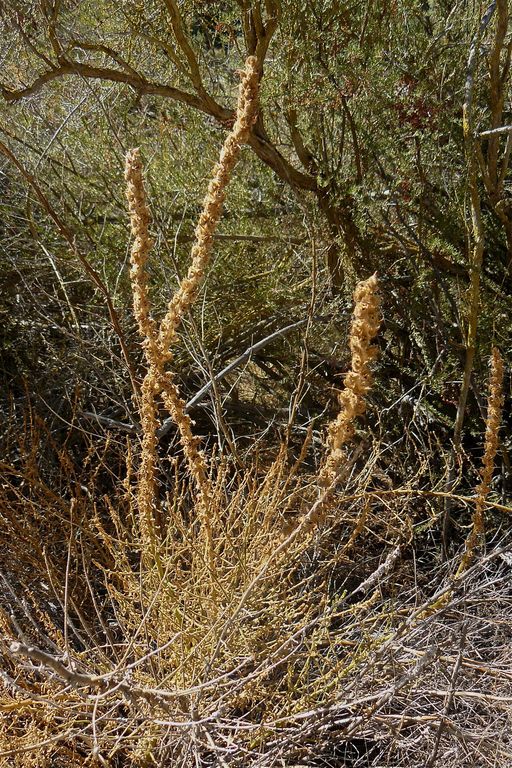 Antirrhinum thompsonii