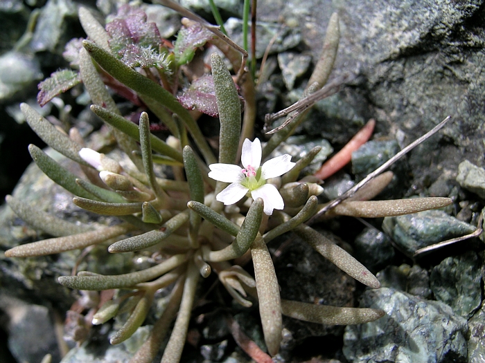 Claytonia exigua ssp. exigua