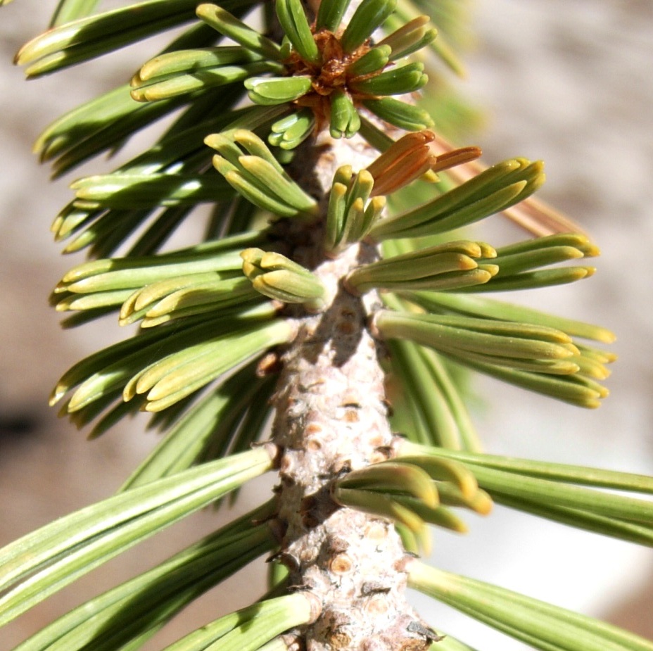 Pinus balfouriana ssp. austrina