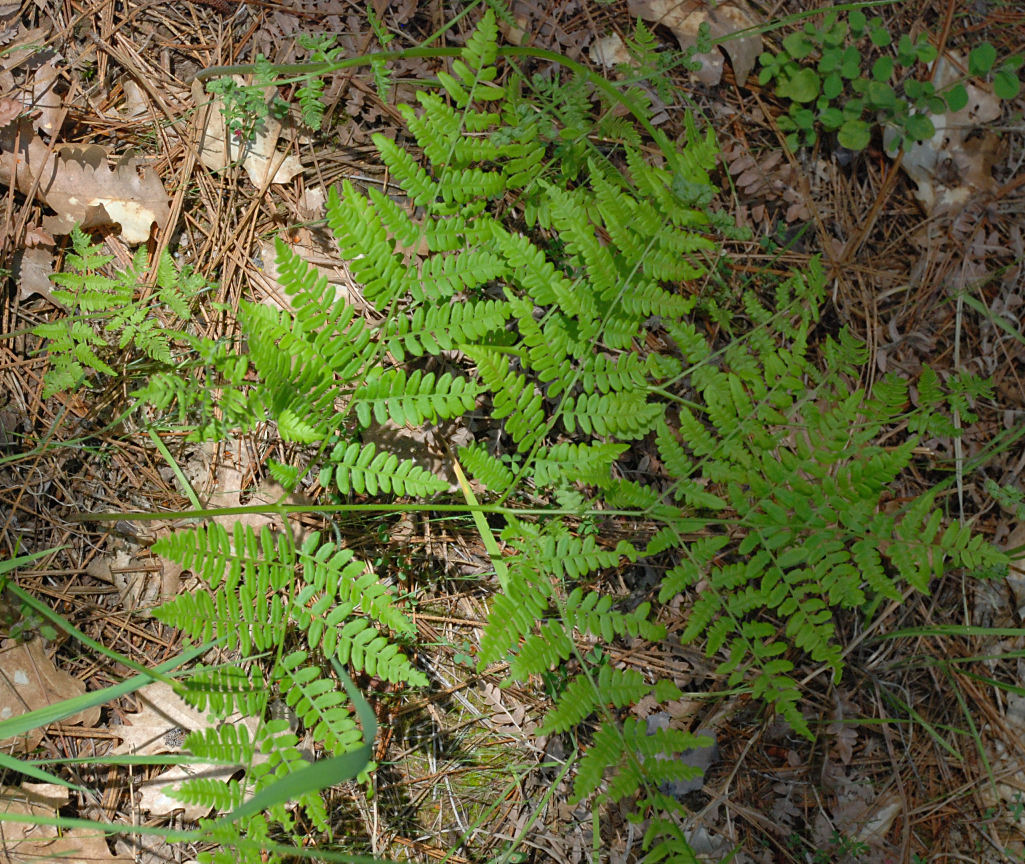 Pteridium aquilinum var. pubescens