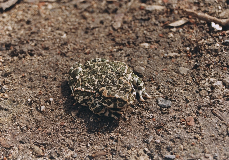 Bufotes viridis Bufotes viridis
