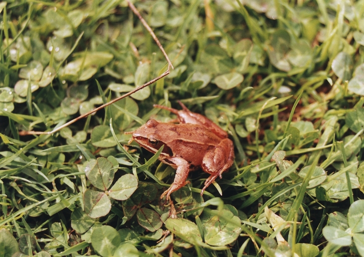 Rana dalmatina Rana dalmatina