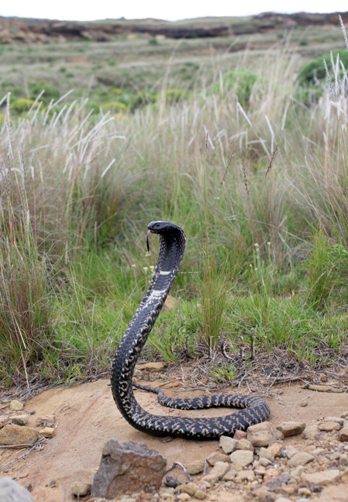 Hemachatus haemachatus