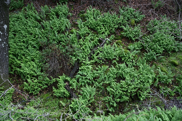 Polypodium calirhiza