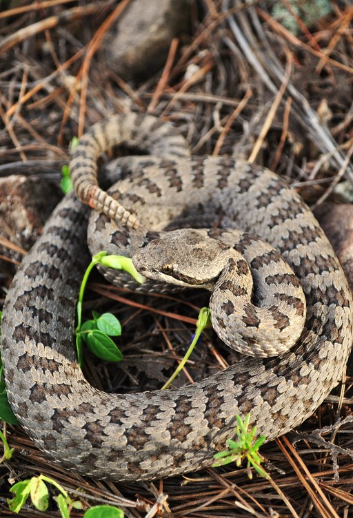 Crotalus pricei Crotalus pricei