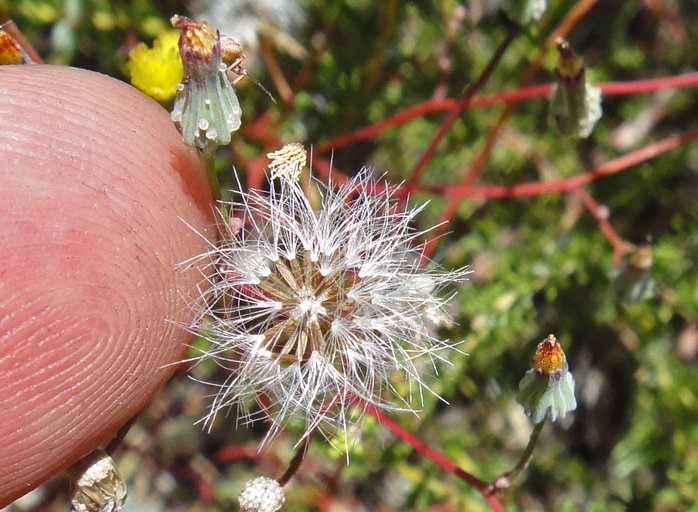 Malacothrix clevelandii Malacothrix clevelandii