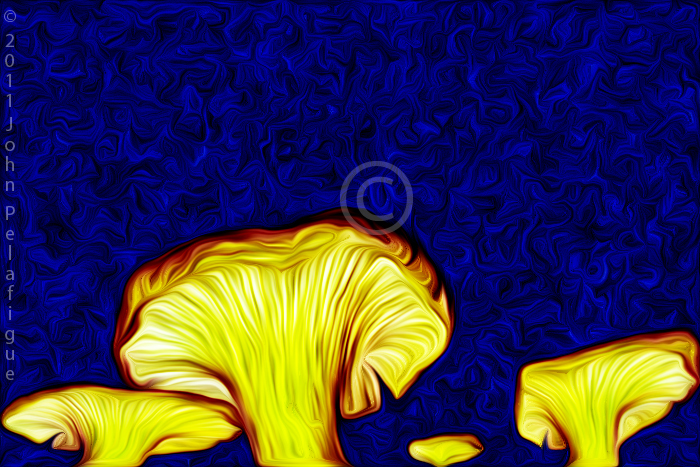 Cantharellus cibarius Cantharellus cibarius