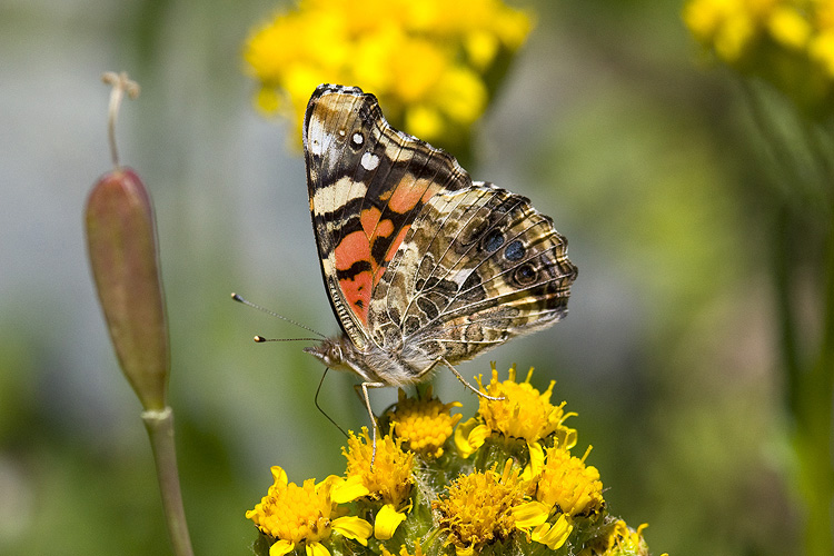 Vanessa annabella