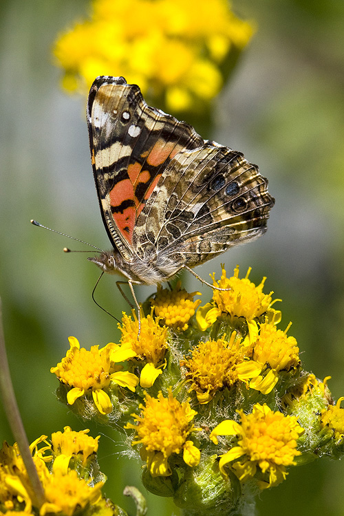 Vanessa annabella