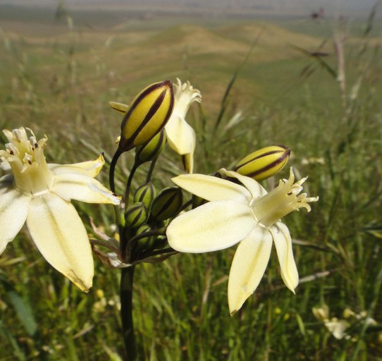 Triteleia ixioides ssp. scabra Triteleia ixioides ssp. scabra