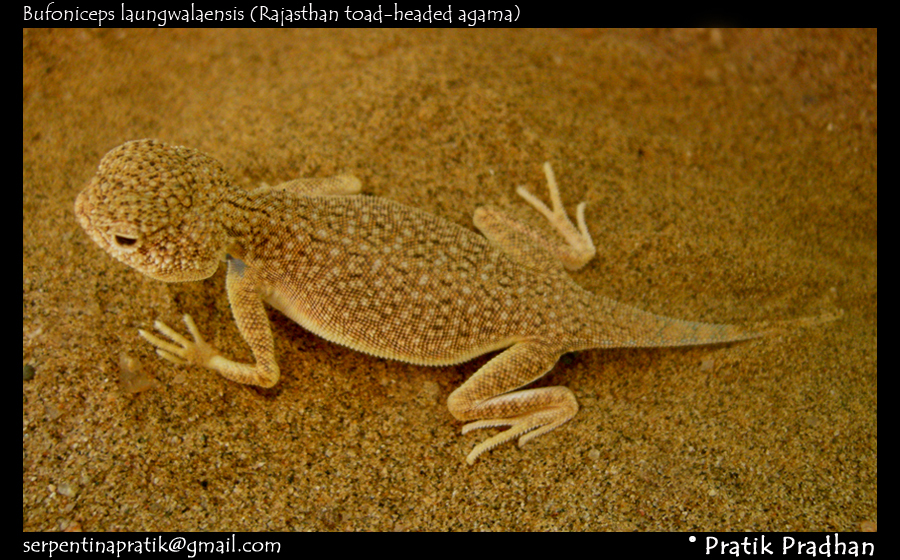 Bufoniceps laungwalaensis