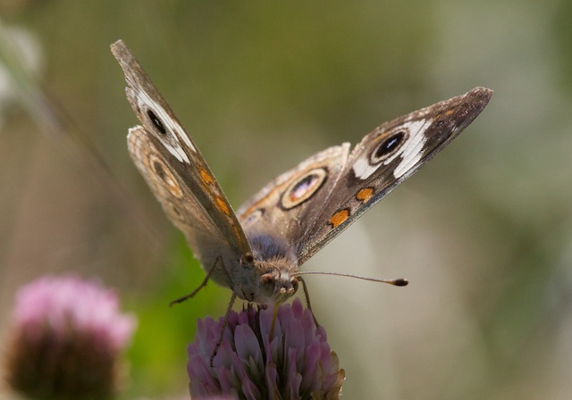 Junonia coenia Junonia coenia