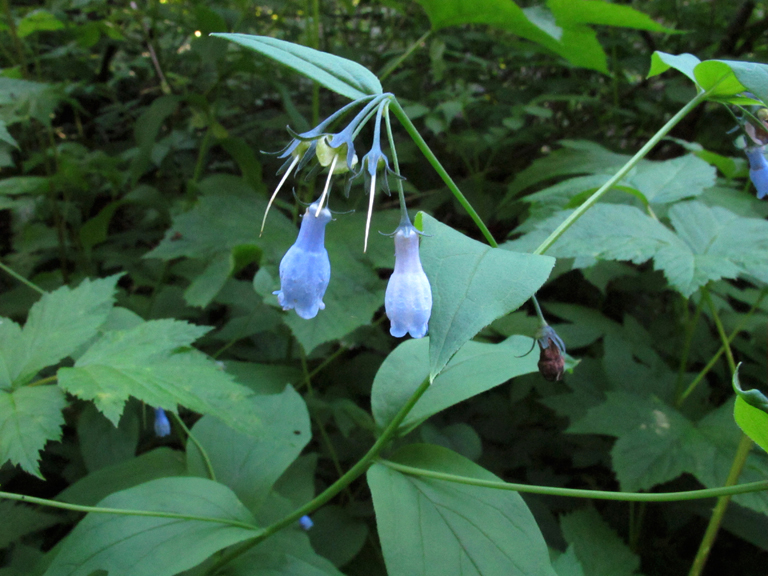 Mertensia paniculata var. borealis