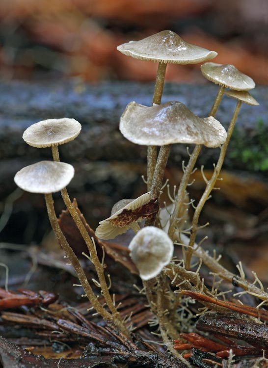 Dendrocollybia racemosa Dendrocollybia racemosa