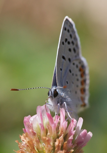 Euphilotes battoides Euphilotes battoides