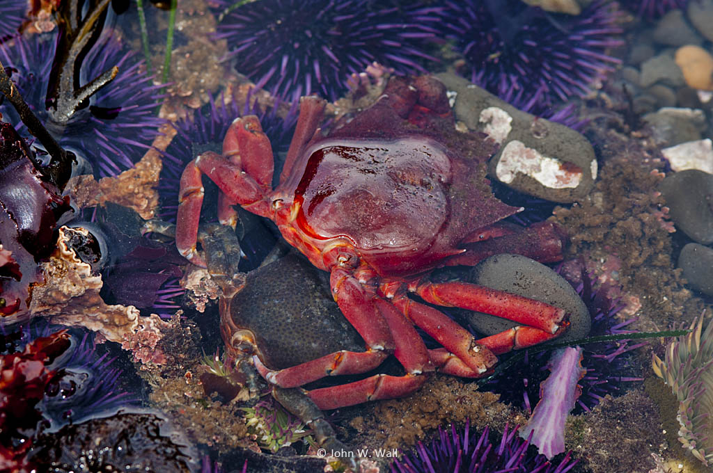 Pugettia producta Pugettia producta
