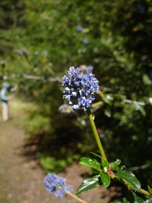 Ceanothus foliosus var. foliosus