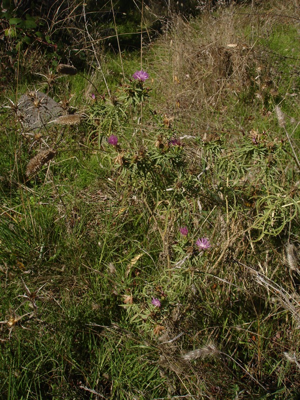 Centaurea calcitrapa