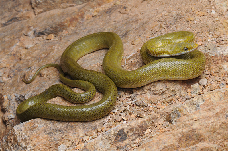Senticolis triaspis intermedia Senticolis triaspis intermedia