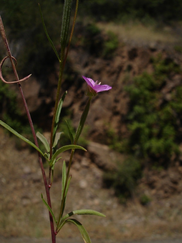 Clarkia affinis Clarkia affinis