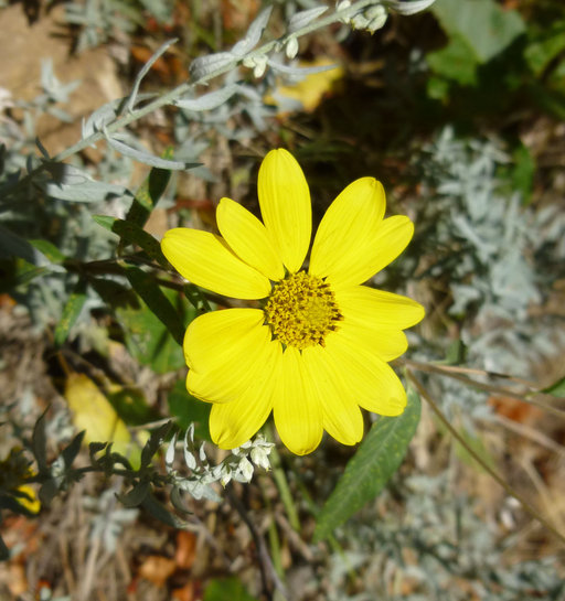 Heliomeris multiflora