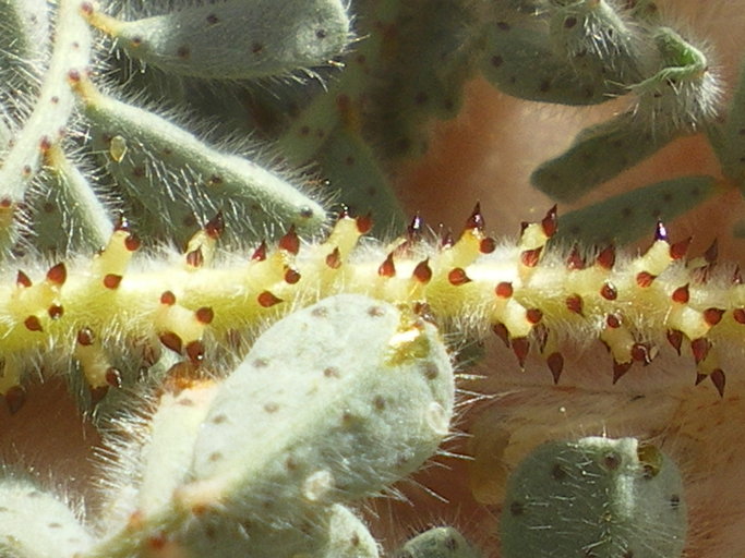 Dalea mollissima Dalea mollissima