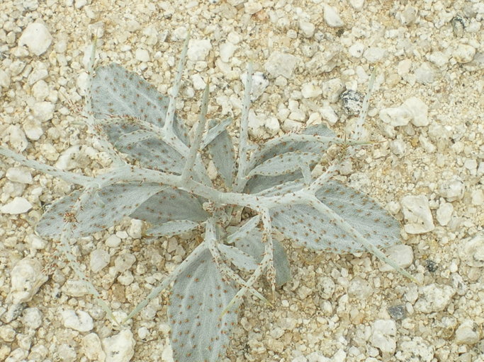 Psorothamnus spinosus Psorothamnus spinosus