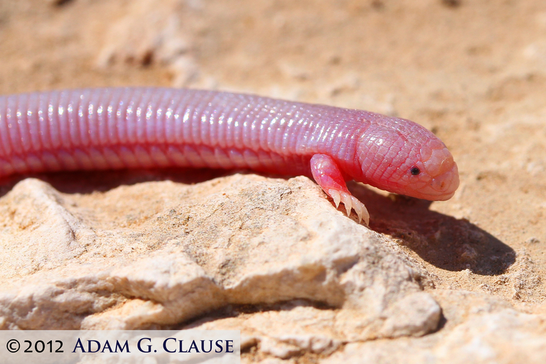 baja worm lizard