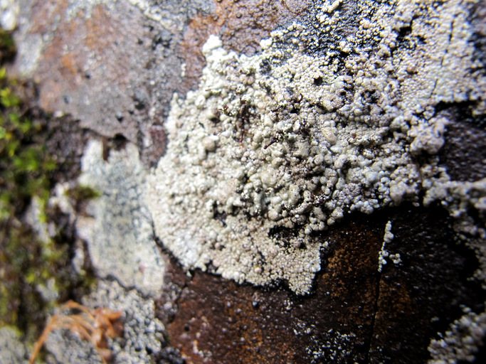 Pilophorus nigricaulis Pilophorus nigricaulis