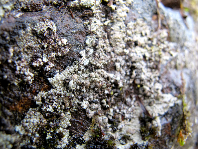 Pilophorus nigricaulis