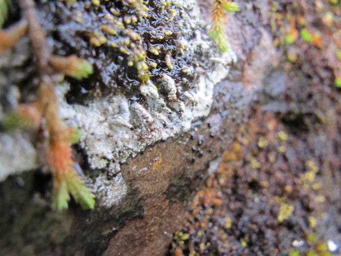 Pilophorus nigricaulis Pilophorus nigricaulis
