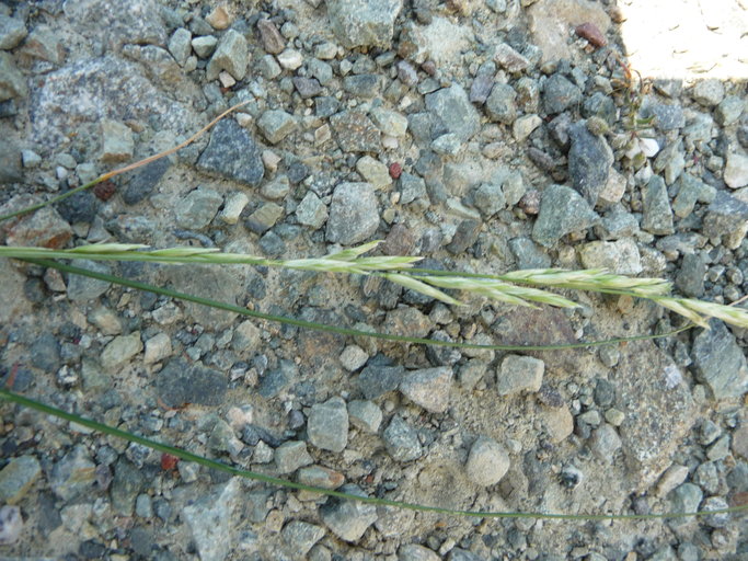 Melica harfordii