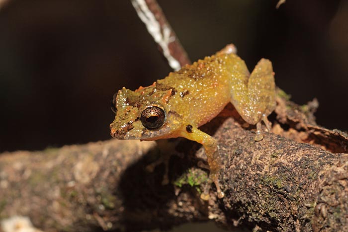 Pristimantis marmoratus